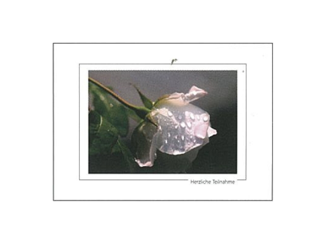 Trauerkarte Art Bula 13x18cm verregnete Rose