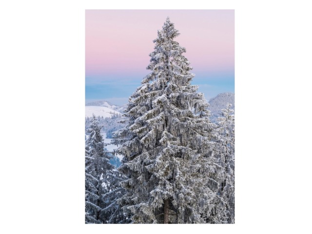 Karte Natur Verlag Doppelkarte Tanne im Zürcher Oberland