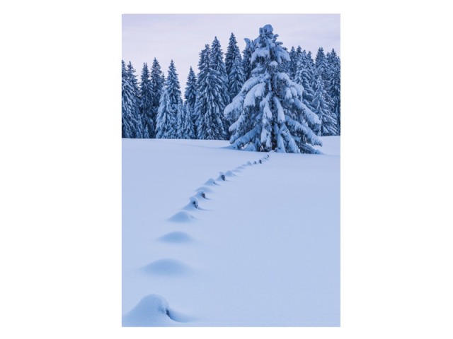 Karte Natur Verlag Doppelkarte Tannen in der Dämmerung