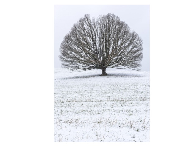 Karte Natur Verlag Doppelkarte Eiche im Schnee