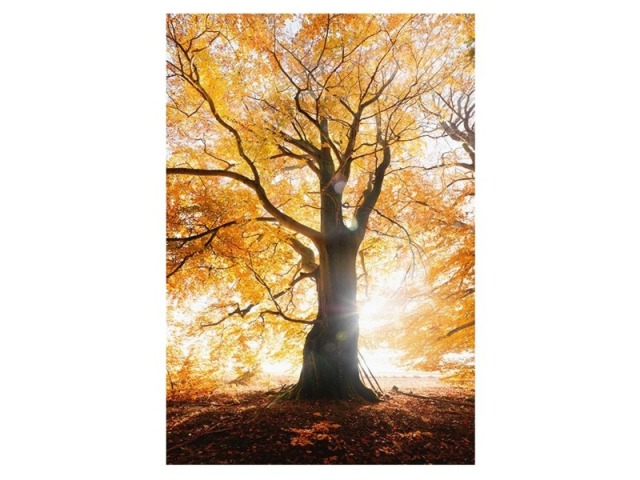 Karte Cart Fotografie Landschaft Baum 12x17cm