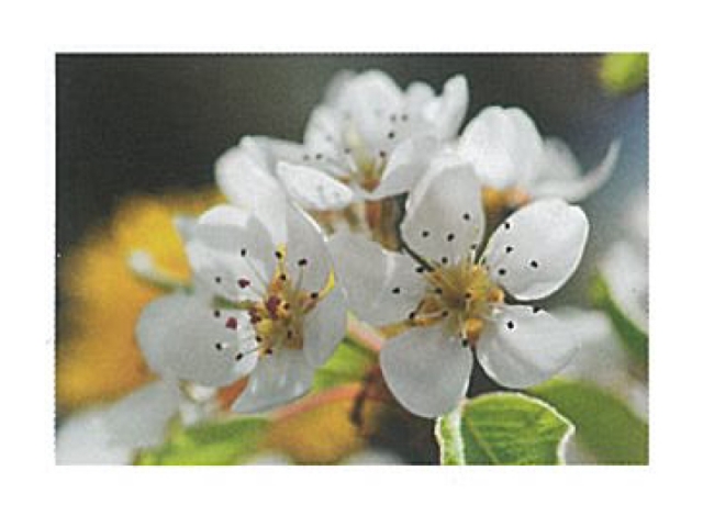 Karte Art Bula 12,2x17,5cm verblüte Blume mit Schnee